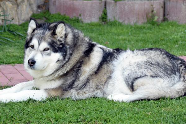 如何让阿拉斯加犬长毛，关键是要补充营养以及多运动