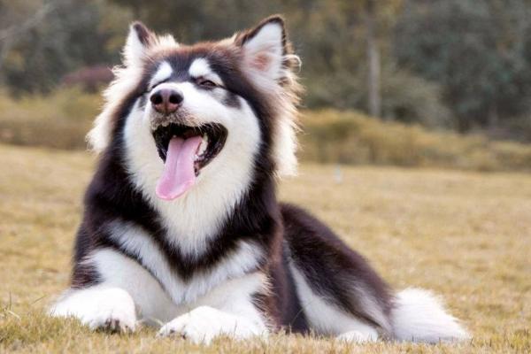 如何让阿拉斯加犬长毛，关键是要补充营养以及多运动