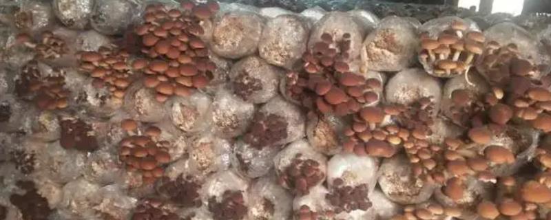 茶树菇什么时候收获