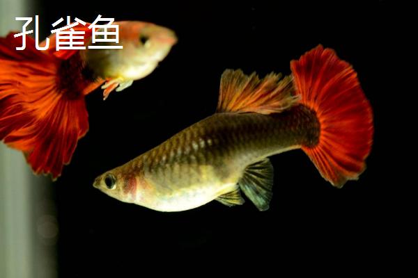 热带鱼难产如何处理，适当升温加氧可起到催产效果