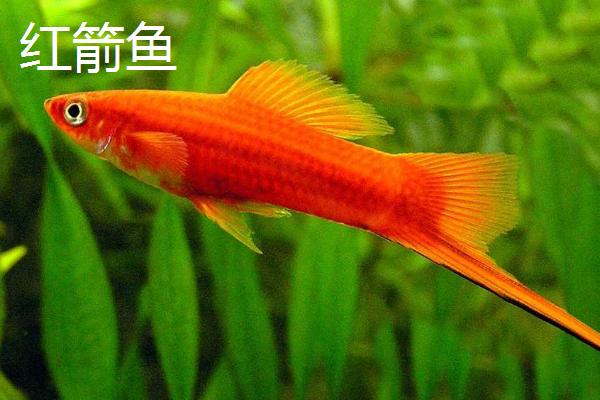 热带鱼难产如何处理，适当升温加氧可起到催产效果