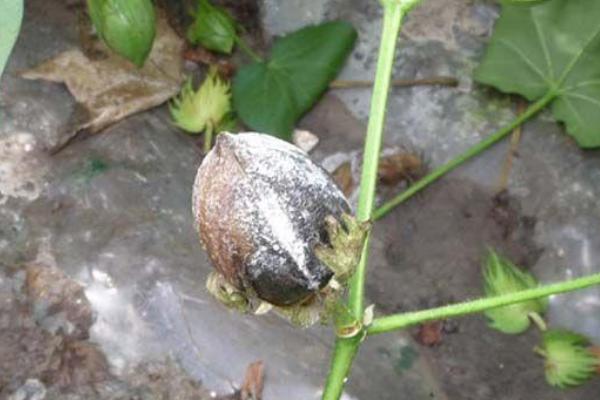 棉铃软腐病的症状，农药防治要及时