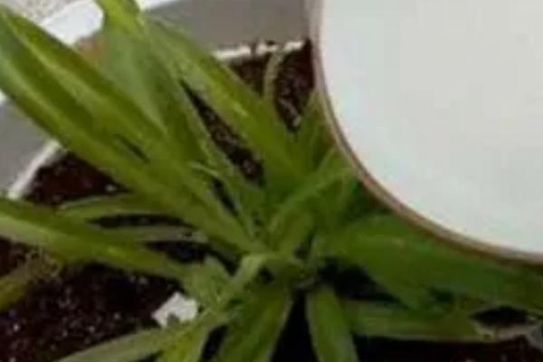 小苏打适合浇花吗，应控制好用量