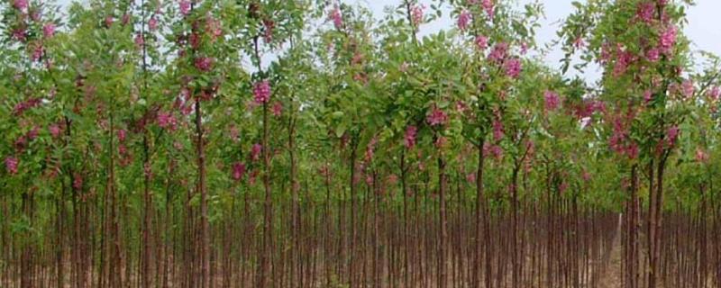 香花槐的育苗技术