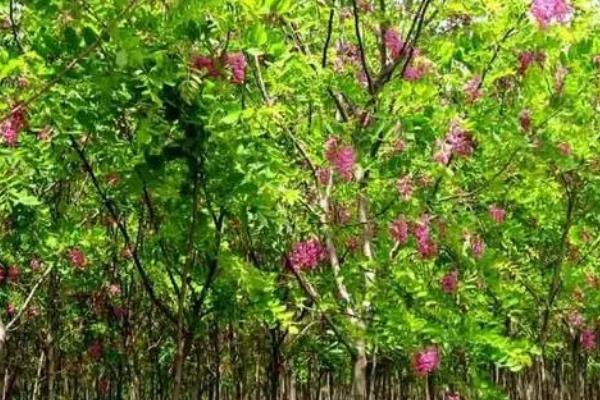 香花槐的育苗技术，要求有灌溉设备