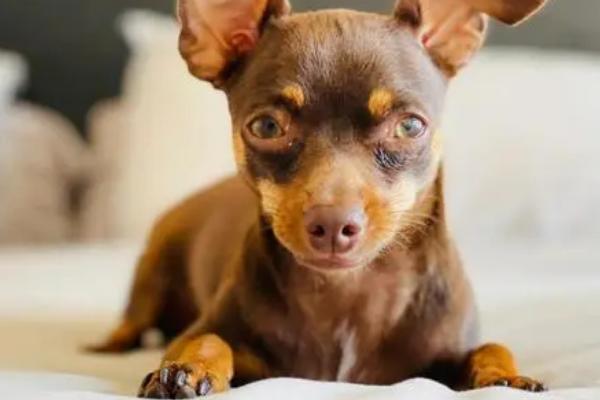小鹿犬何时换牙，出生2个月开始更换