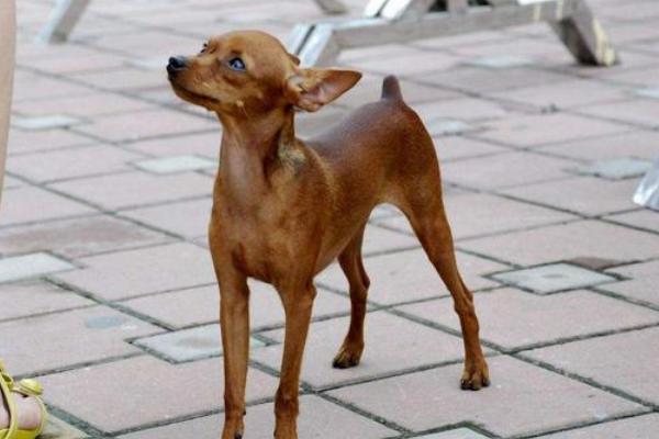 小鹿犬何时换牙，出生2个月开始更换