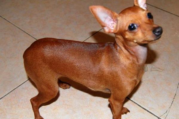 小鹿犬何时换牙，出生2个月开始更换