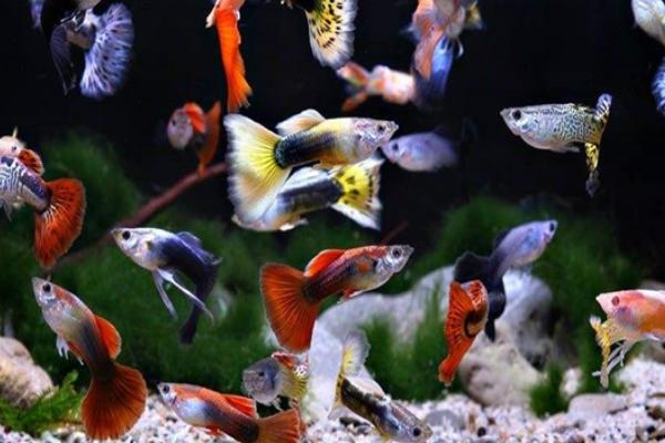 孔雀鱼的饲养方法，水温要保持在22-26℃