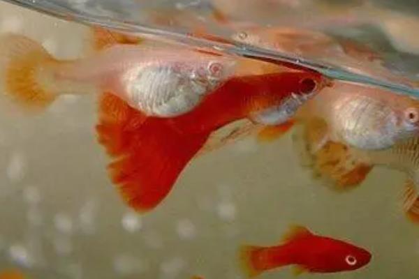 孔雀鱼的饲养方法，水温要保持在22-26℃