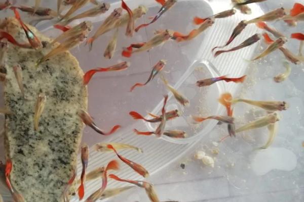 孔雀鱼的饲养方法，水温要保持在22-26℃