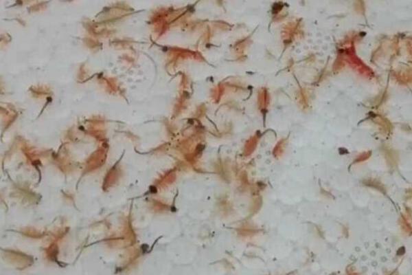 斗鱼吃什么，是杂食性鱼类