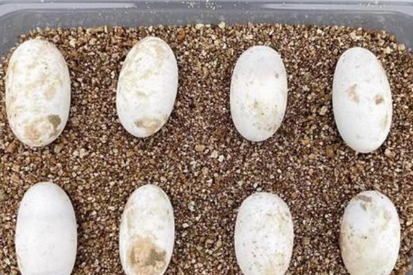 鳄龟蛋怎样孵，孵化期间要定期检查