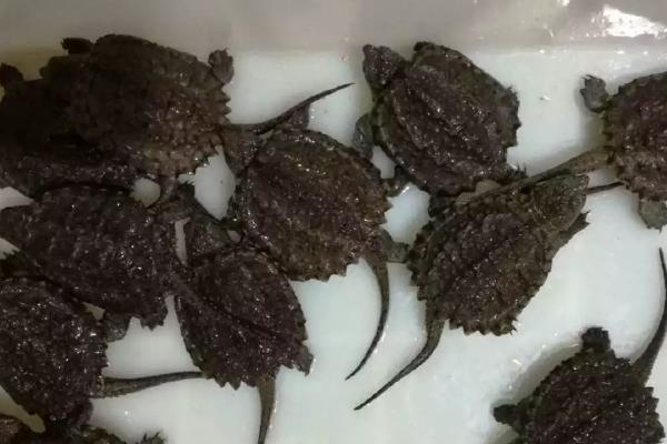 鳄龟蛋怎样孵，孵化期间要定期检查