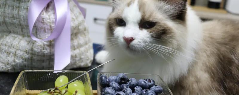 猫可以吃蓝莓吗