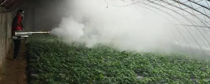 草莓病虫害的防治方法