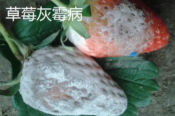 草莓病虫害的防治方法，可农业防治也可药剂防治
