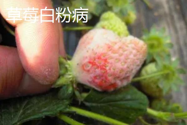 草莓病虫害的防治方法，可农业防治也可药剂防治