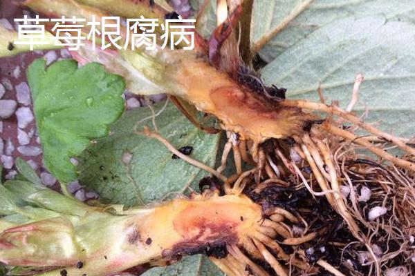 草莓病虫害的防治方法，可农业防治也可药剂防治
