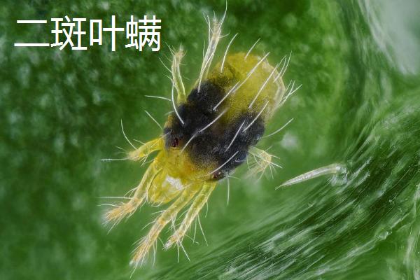 草莓病虫害的防治方法，可农业防治也可药剂防治
