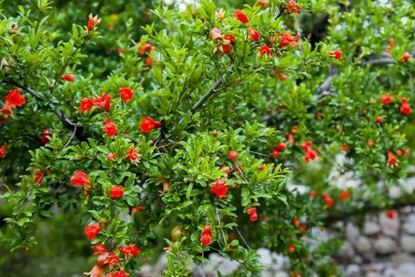 石榴树的修剪方法，花期摘去顶梢可提高坐果率