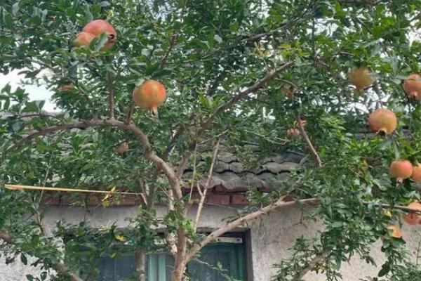 石榴树的修剪方法，花期摘去顶梢可提高坐果率