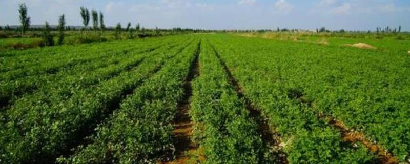 中药材种植技术