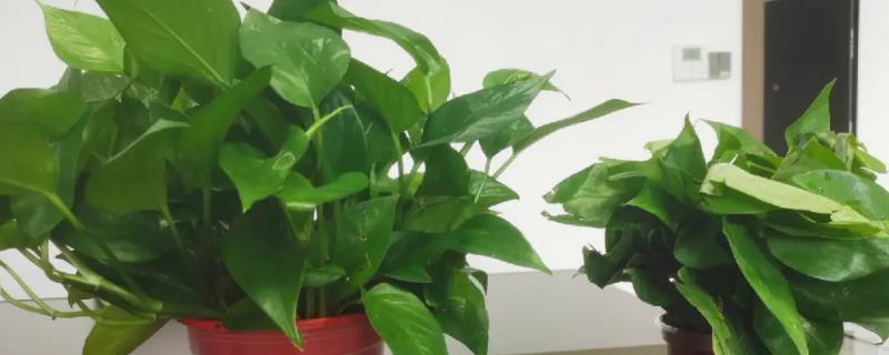 绿萝和吊兰能否吸收甲醛