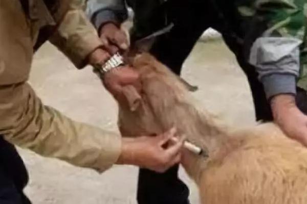 羊三联四防疫苗注射方法，可皮下注射也可肌肉注射