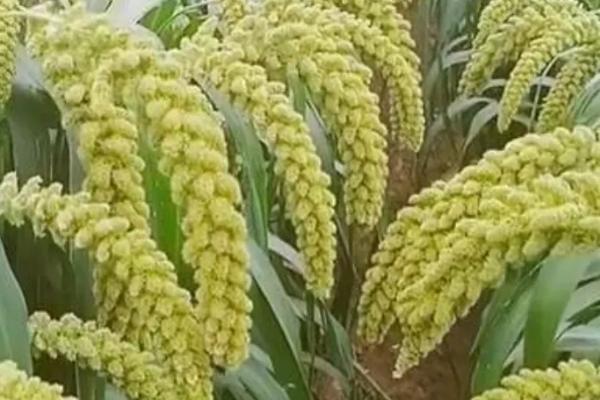 什么是谷子，属于禾本科、粟种植物