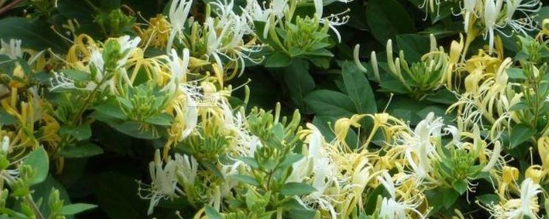 四川种植什么好