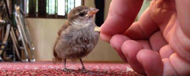 饲养小麻雀要喂什么