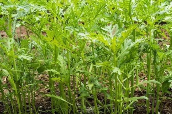 一年四季能不能种植茼蒿，可以种植但冬季要在保护地内栽培