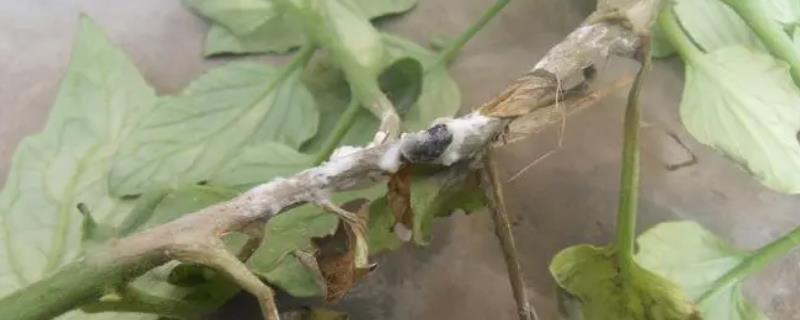 冬季大棚蔬菜易发生的病害