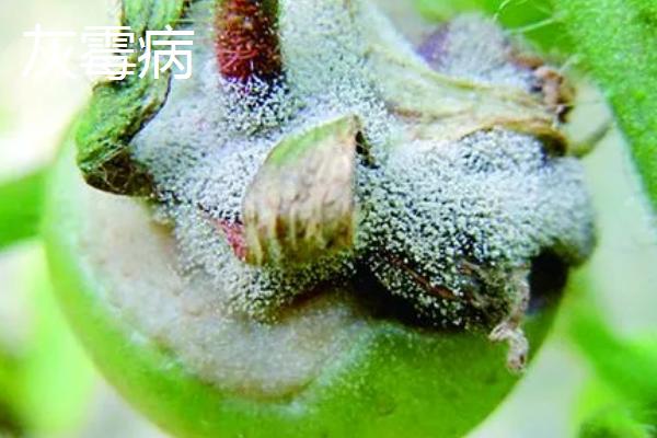 冬季大棚蔬菜易发生的病害，低温环境下病害多