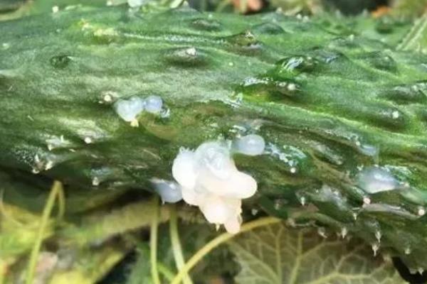 冬季大棚蔬菜易发生的病害，低温环境下病害多