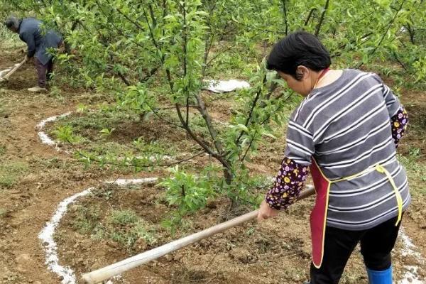 果树施肥部位，主要施在树冠投影边缘