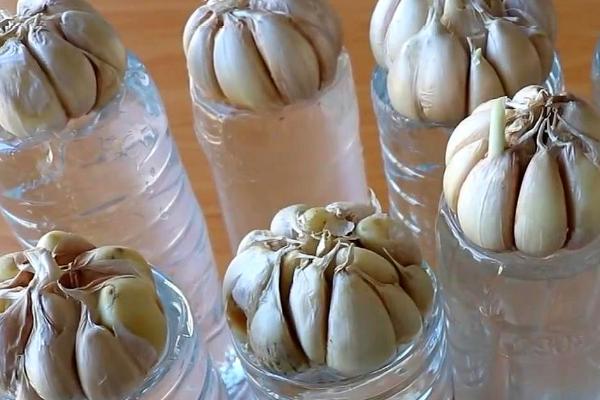 华北地区何时种植大蒜，通常集中在9月份