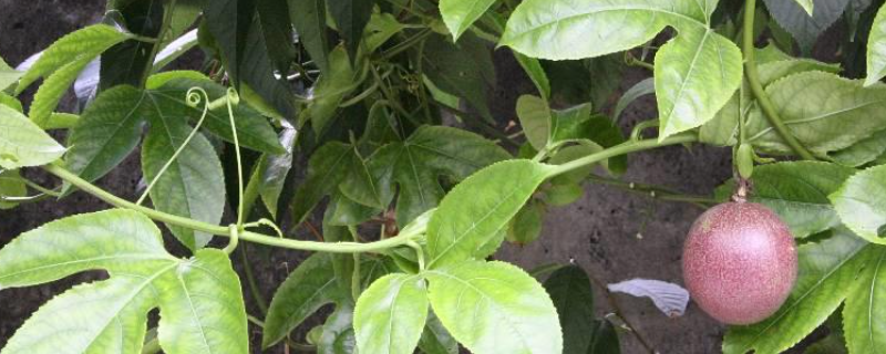 怎样种植百香果