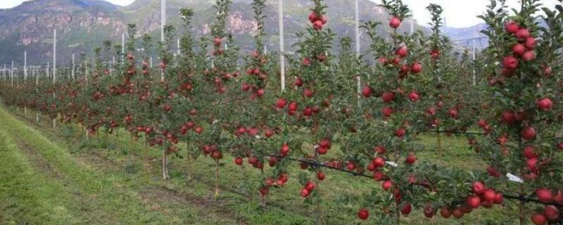 在农村种植什么好