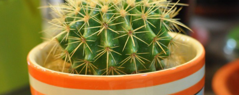 在家种植什么好