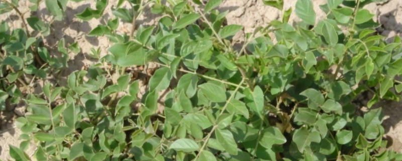 陕北适合种植什么药材