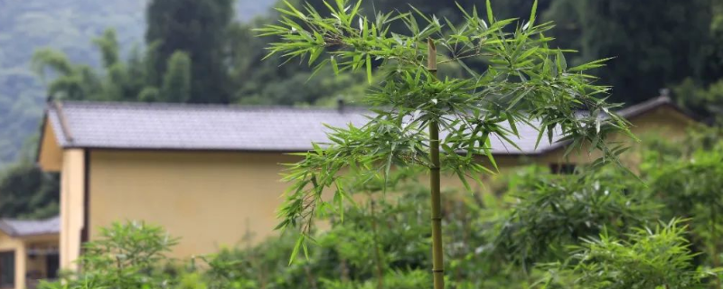 雷竹种植前景