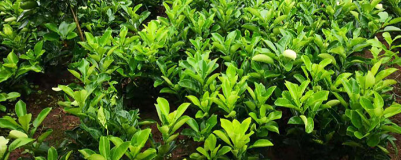 柚子苗种植技术