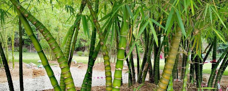 适合北方种植的竹子