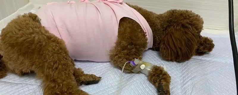 公泰迪几个月绝育