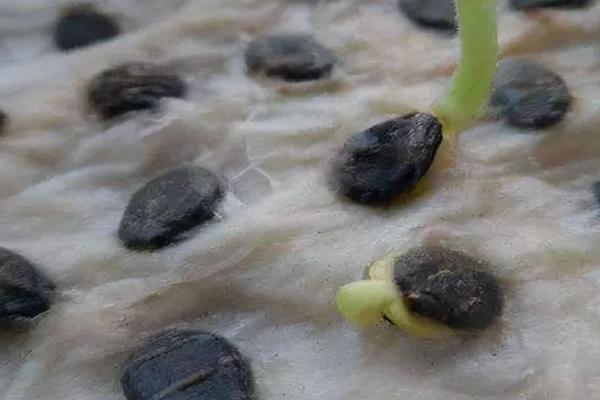 西瓜的种植技术，种之前种子需要浸种处理