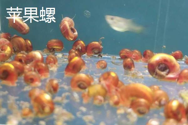 观赏螺吃不吃鱼类的粪便，会吃粪便但无法改善水质