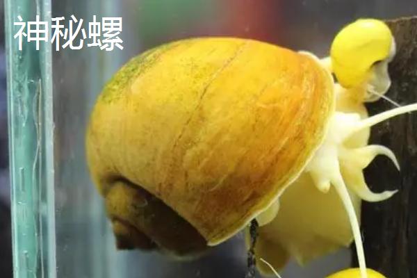 观赏螺吃不吃鱼类的粪便，会吃粪便但无法改善水质