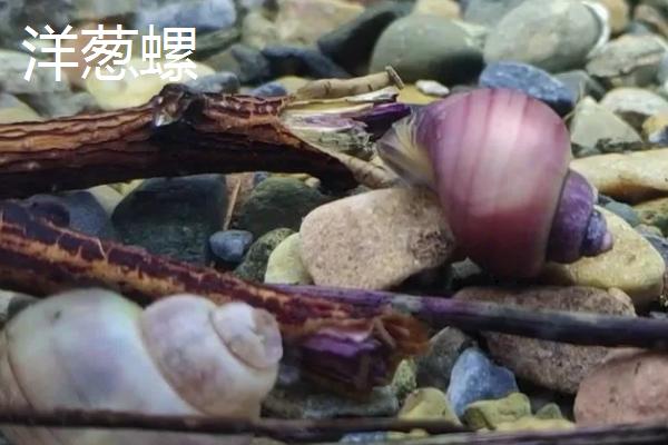 观赏螺吃不吃鱼类的粪便，会吃粪便但无法改善水质